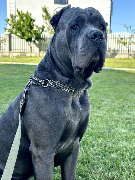 Вʼязка кобеля кане корсо