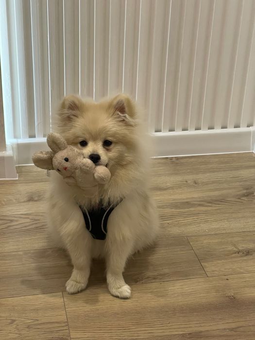 Злучка померанського шпіца