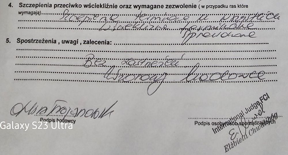 Czarny sznaucer miniaturowy,szczeniczek 13 tygodni.
