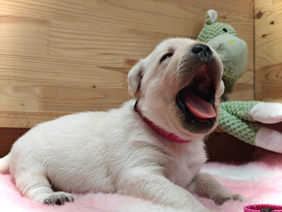 Labrador Retriever suczka