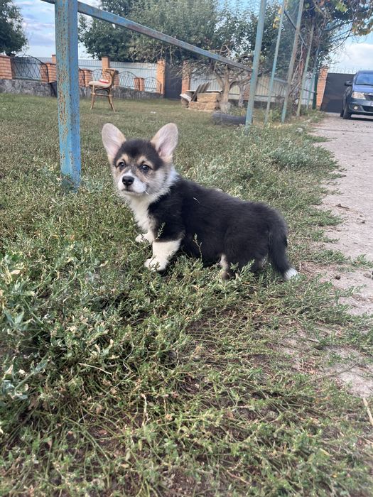 Цуценя Вельш коргі