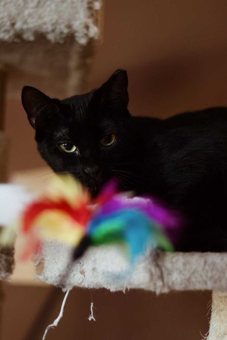 Antek szuka domu! Fundacja "Stawiamy na Łapy"