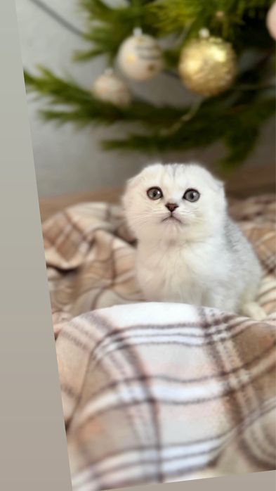 Шотландська висс породиста киця срібляста шиншила