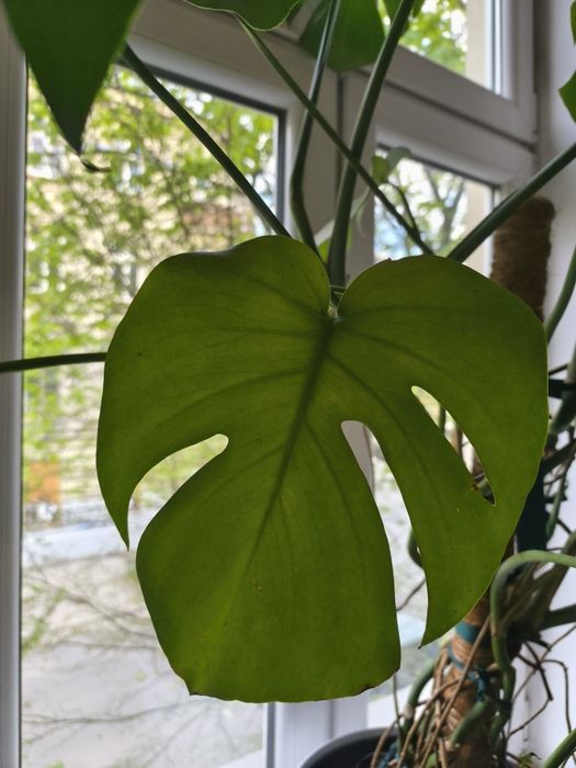 Monstera roślina 150 cm