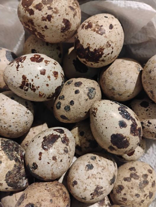 Jajka lęgowe i konsumpcyjne przepiórki