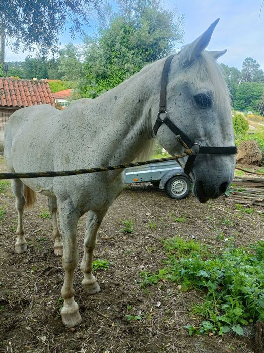 Vendo cobriçoes cavalo lusitano