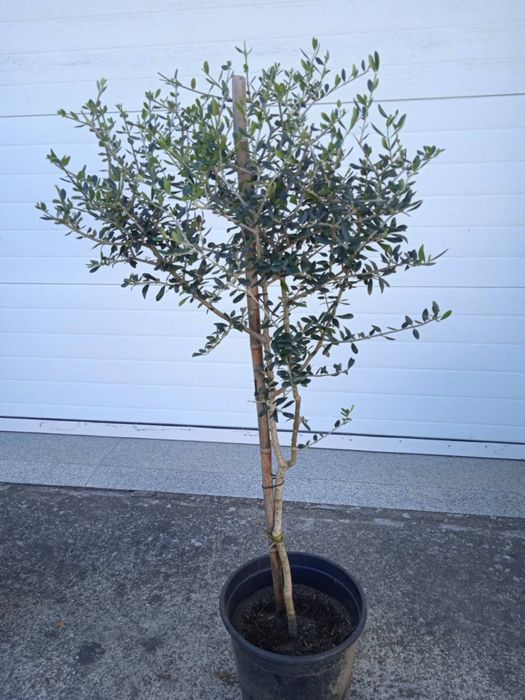 Vendo oliveiras bonitas para jardim