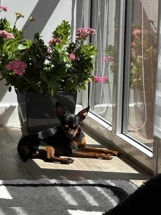 Вʼязка / злучка той-терʼєр стандарт