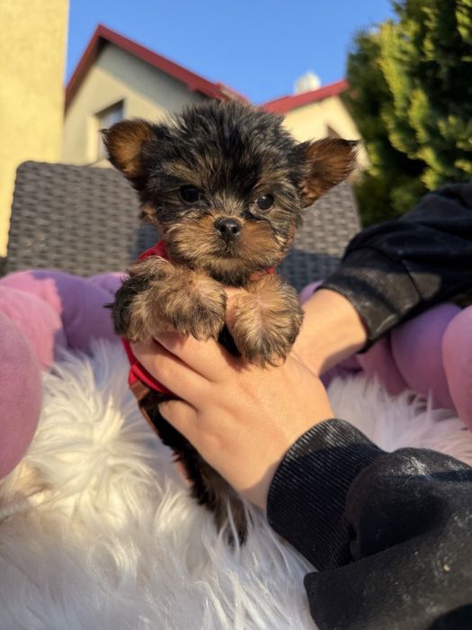 Йоркширський терєр