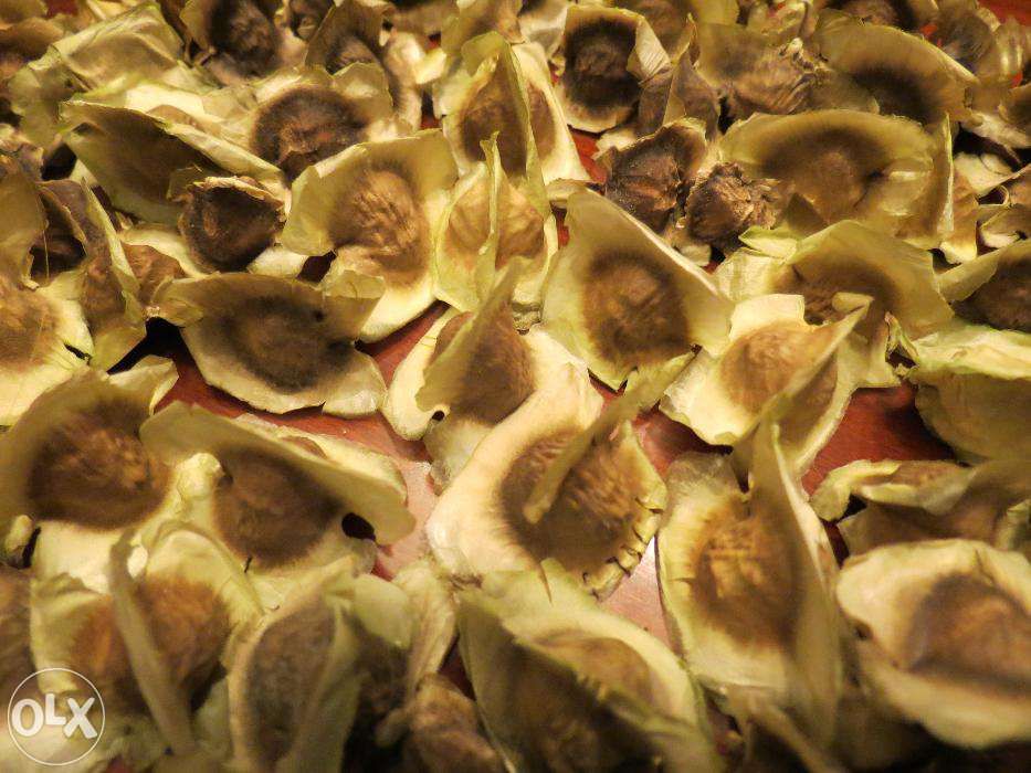 Sementes de Moringa Oleifera. Árvore da vida