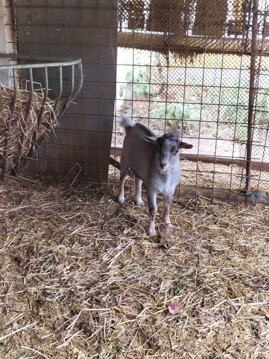 cabras anãs sem chifres