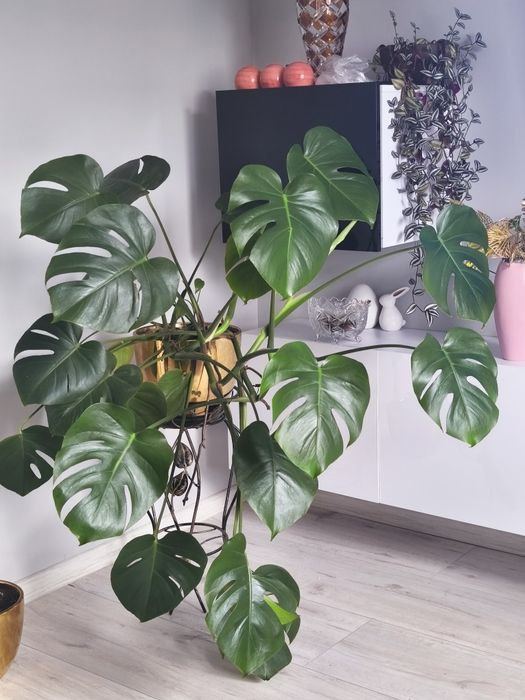 Monstera kilkuletnia