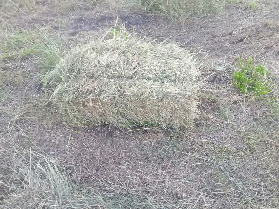 Сено луговое качественное новий укос, звоните пишите доставка обсудим обговорим вес тюка все по тел номеру или вайбер