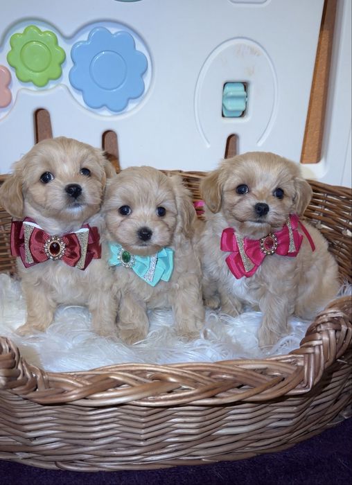 Дівчата мальтіпу