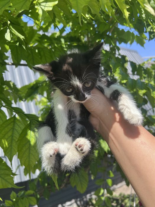 Кошенята в добрі руки