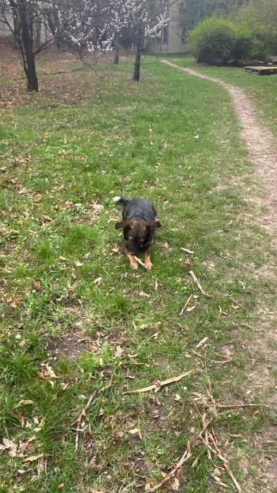 Пес Гаюн шукає дім