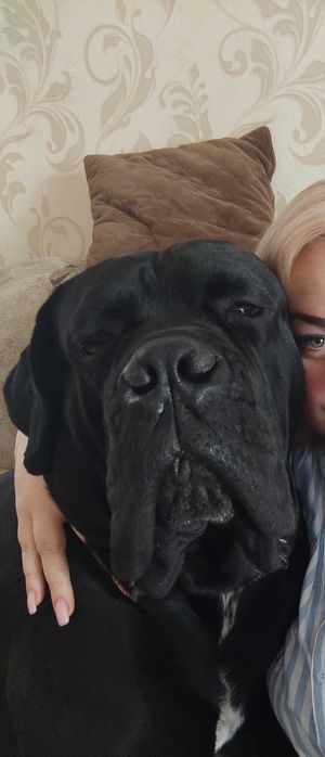 В'язка. Кане корсо. Красень з документами КСУ, чекає свою красуню.