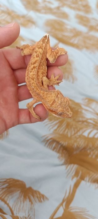 2 Gekony orzesione plus terrarium