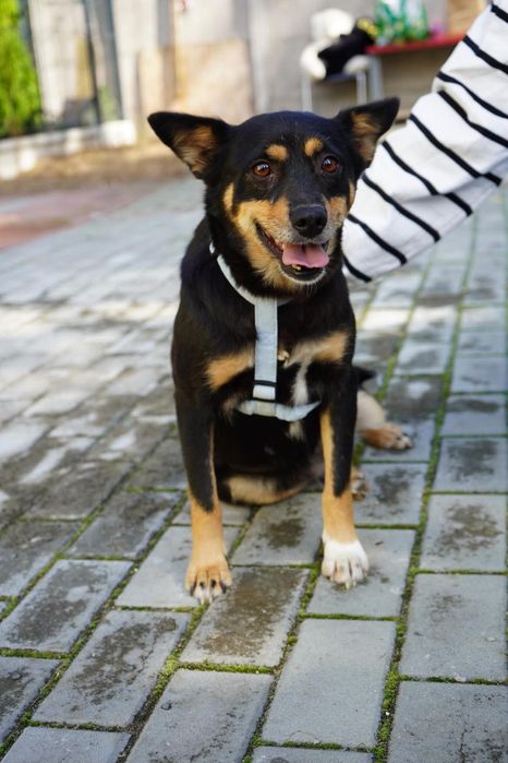 Suczka do adopcji