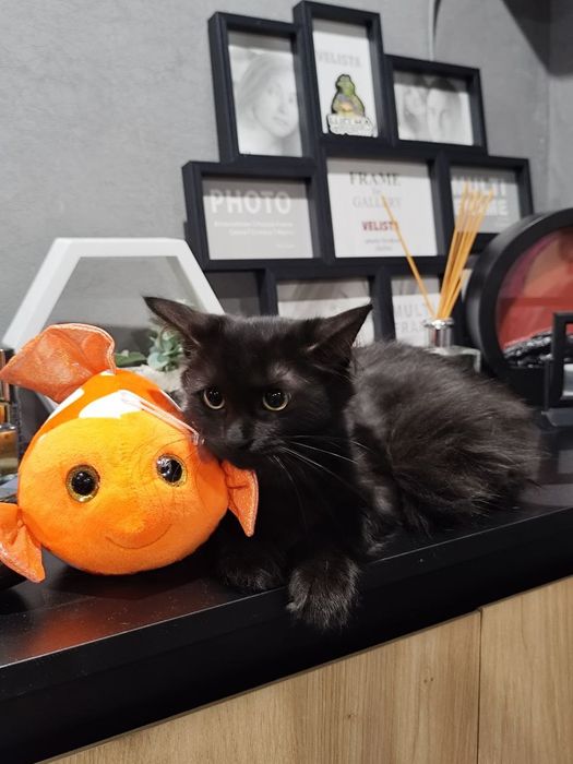 Кошенята дівчинки