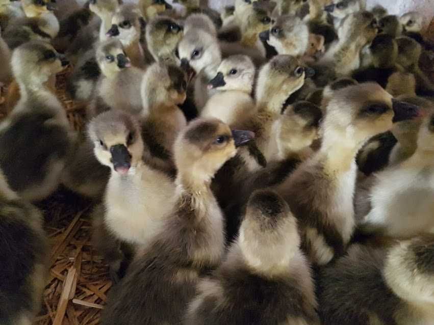 Gęsi pisklęta do odhowu kubanska, kołudzka, landes