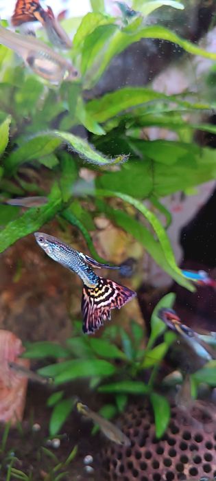 Guppies Fancy Snakeskin/Mosaic