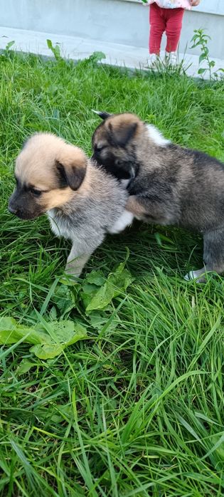 Віддам цуценят в добрі руки) Веселі) грайливі) все їдять