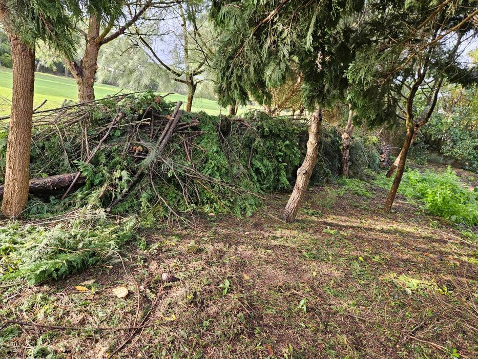 Corte e Abate de Árvores – Serviço Profissional