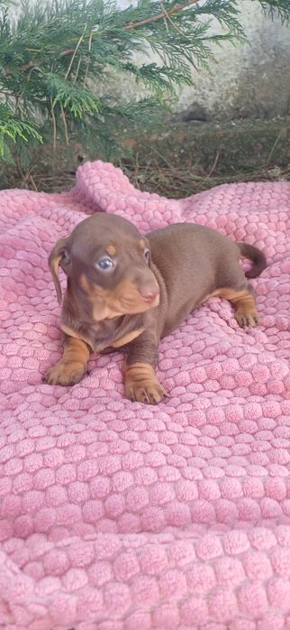 Teckel miniatura macho chocolate