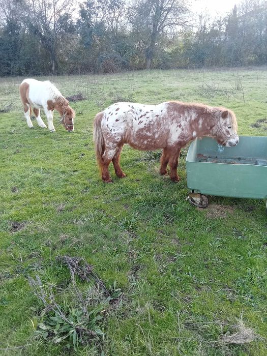 Poney Appaloosa muito manso