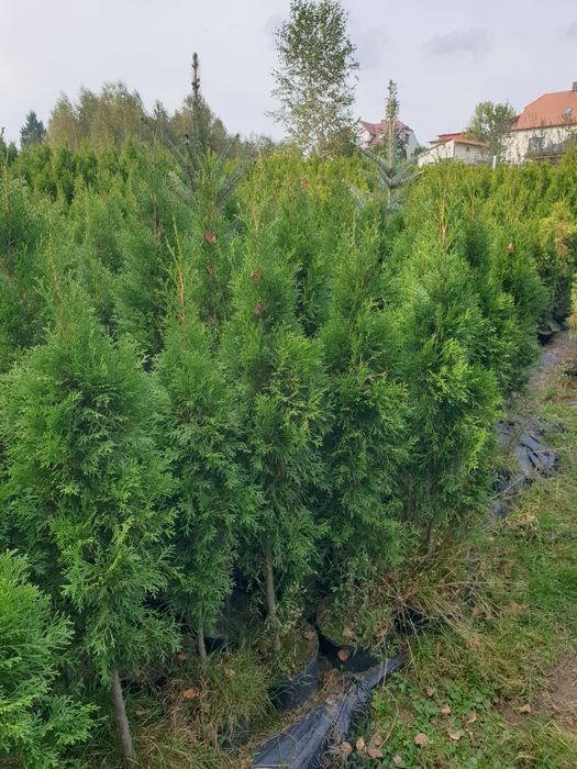 Tuje szmaragd w doniczkach LIKWIDACJA tuja