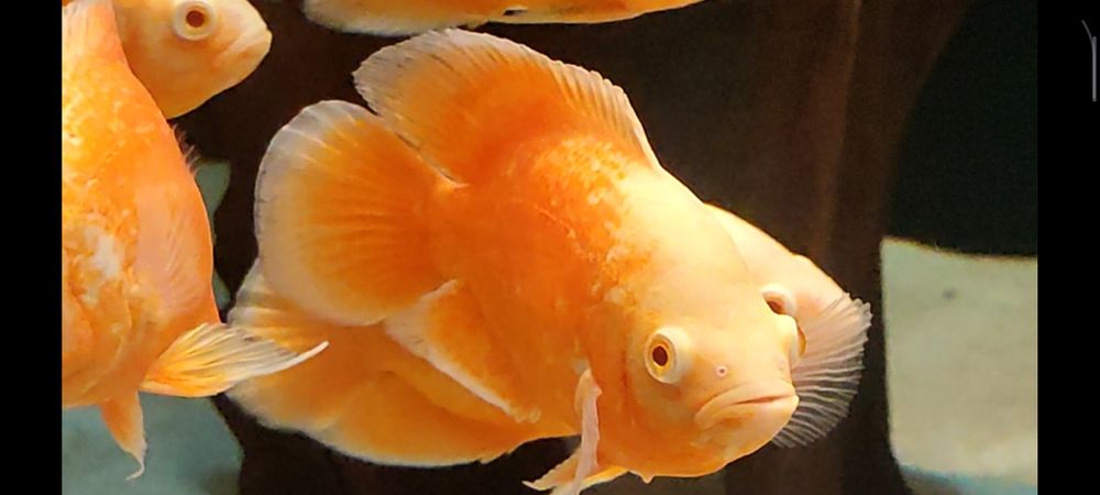 Pielęgnice pawiookie parka.