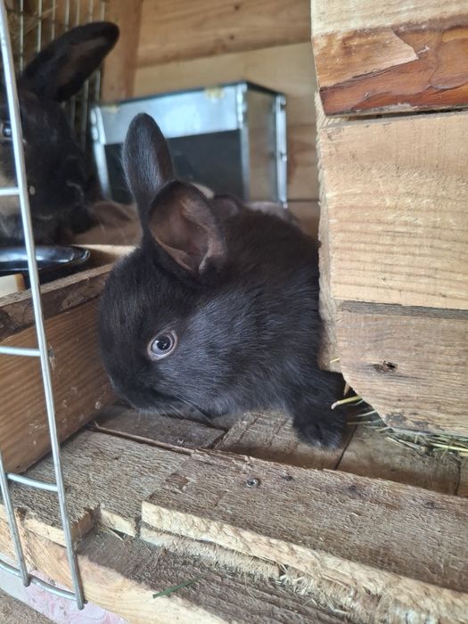 Маленькие Кролики