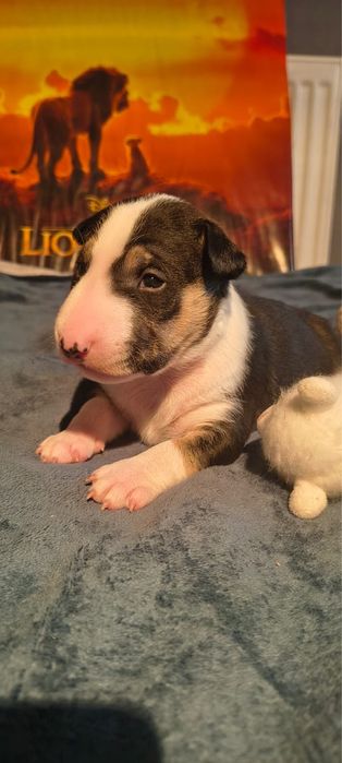 Bulterier miniaturowy