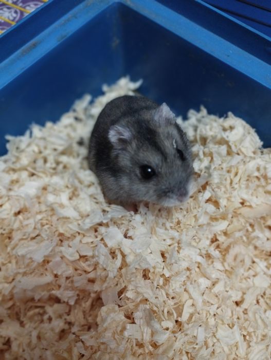 Oddam Chomiki dżungarskie-gryzonie