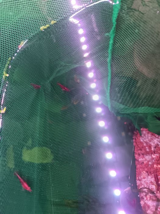 Neocaridinas vemelhos