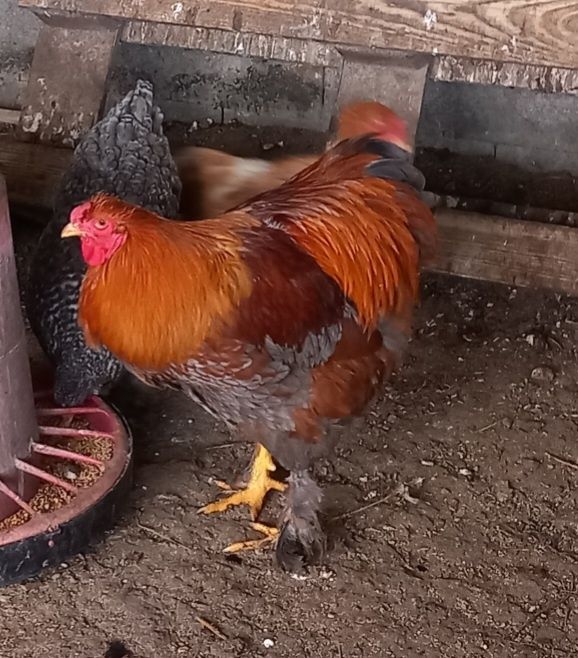 Vende-se galo Brahma