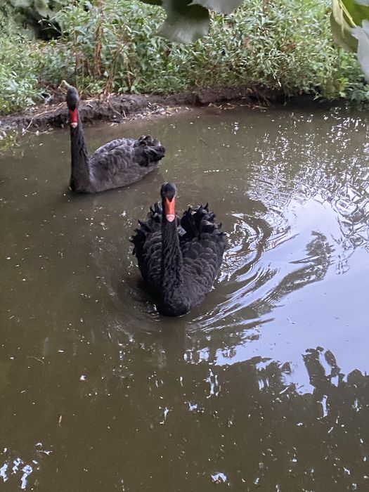 Cisnes pretos e brancos.