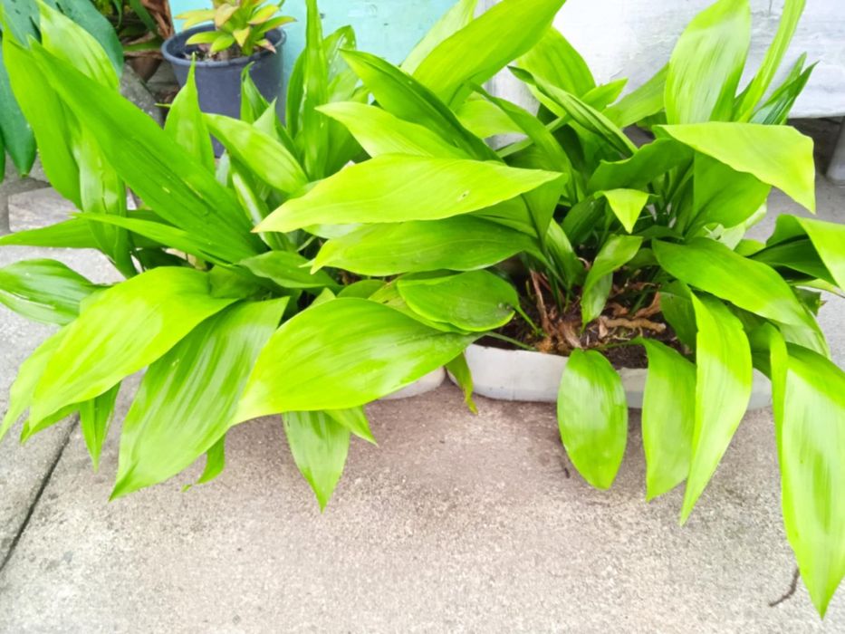 Vendo folhas de milho com raízes para plantar,  para fazer arranjos.