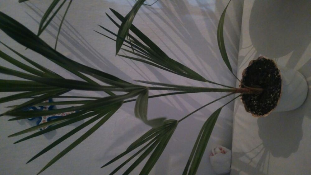 Пальмы веерные,посеяные из семян.Не прихотливые.