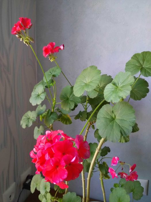 пеларгония герань калачик домашнее растение цветок квітка