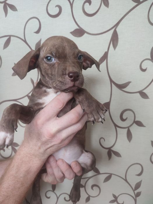 Щенки пит-бультерьера