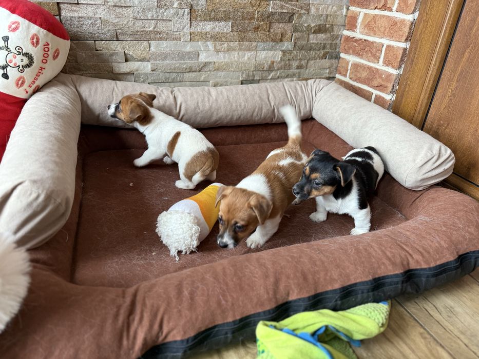 Jack Russel Terrier szczeniak z rodowodem