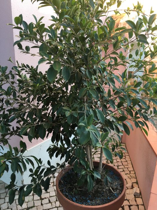 Ficus Ginseng -planta *** NOVO PRECO****