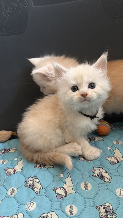 Кошенята мейн кун