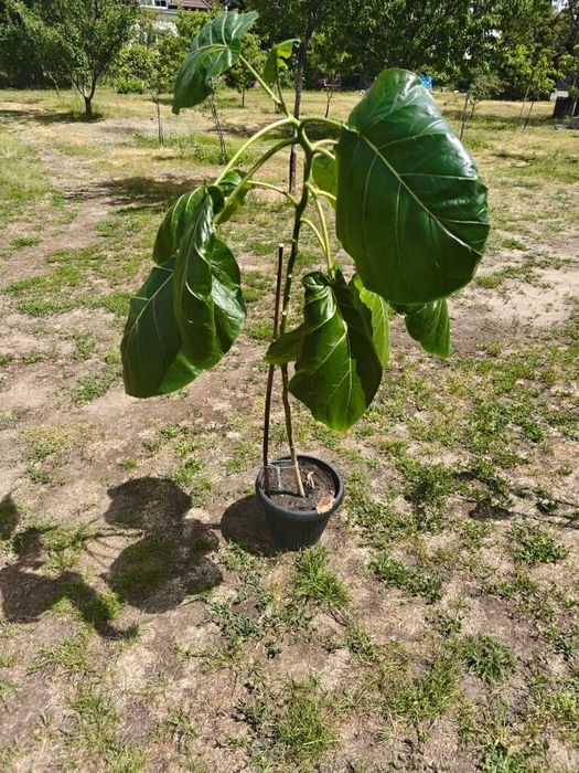 Tamarillo (pomidor drzewiasty) 130 cm