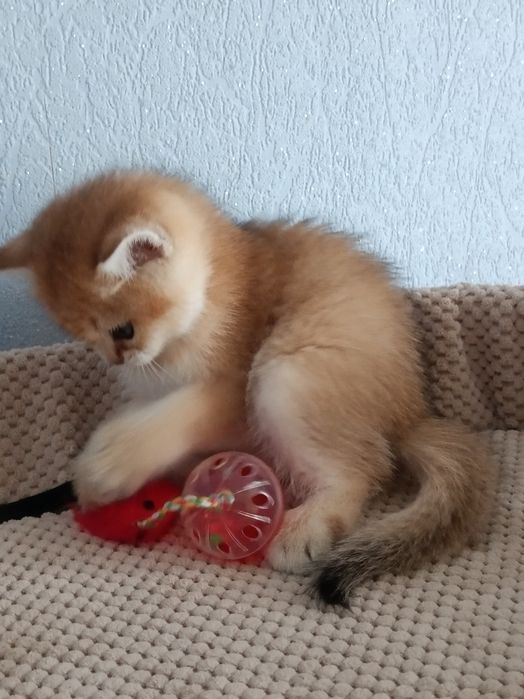 Шотландський принц