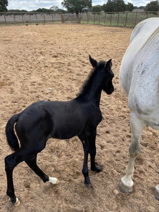 Venda de cavalos ,potros, e burros bem tratados.