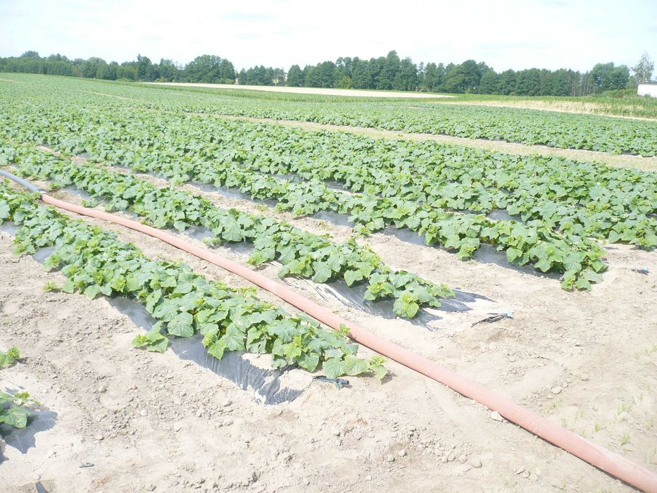 folia do ściółkowania ogórki dynia 1m x1000m mulczowanie