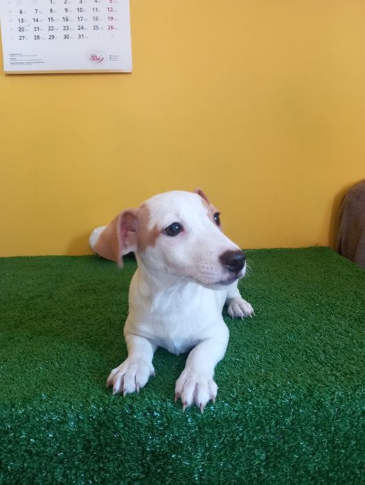 Ostatni Piesek Jack Russell terrier